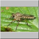 Tolmerus atricapillus - Raubfliege w03.jpg